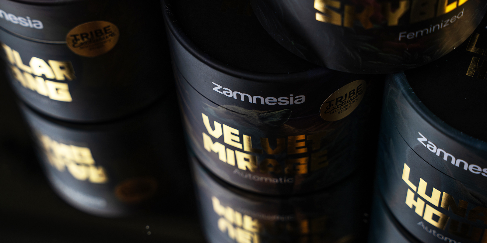 Bereit für das volle TRIBE-Erlebnis?