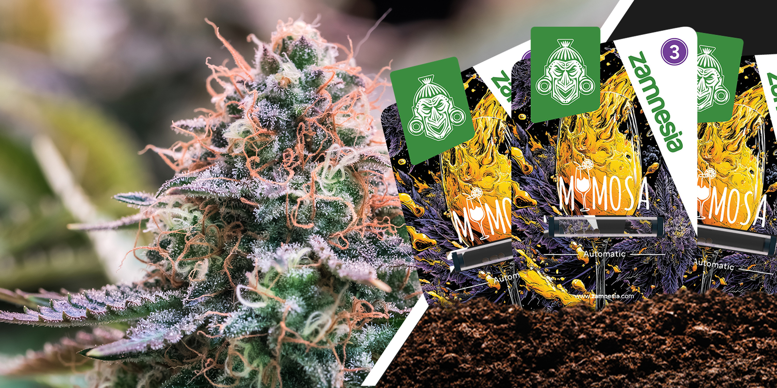 Mimosa: Zitrusprickeln mit sanfter Landung