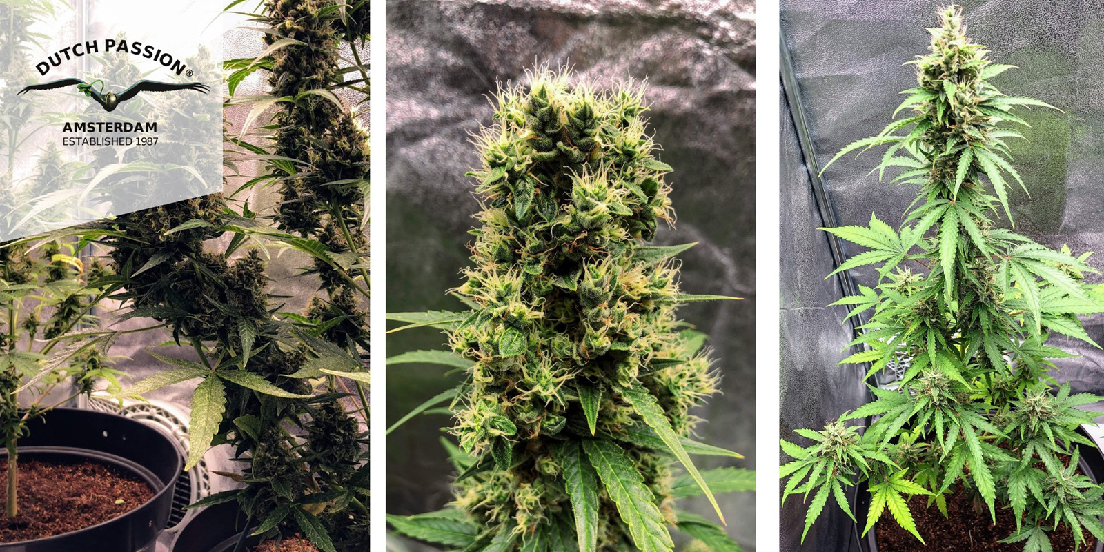 Auto White Widow (Dutch Passion) feminisiert Auto White Widow (Dutch Passion) feminisiert