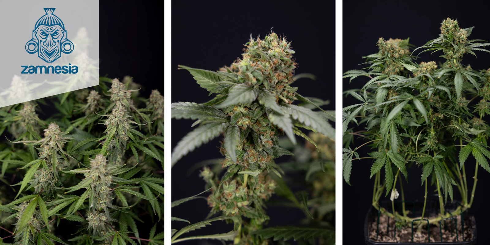 Green Crack F1 Automatic (Zamnesia Seeds) feminisiert Green Crack F1 Automatic (Zamnesia Seeds) feminisiert