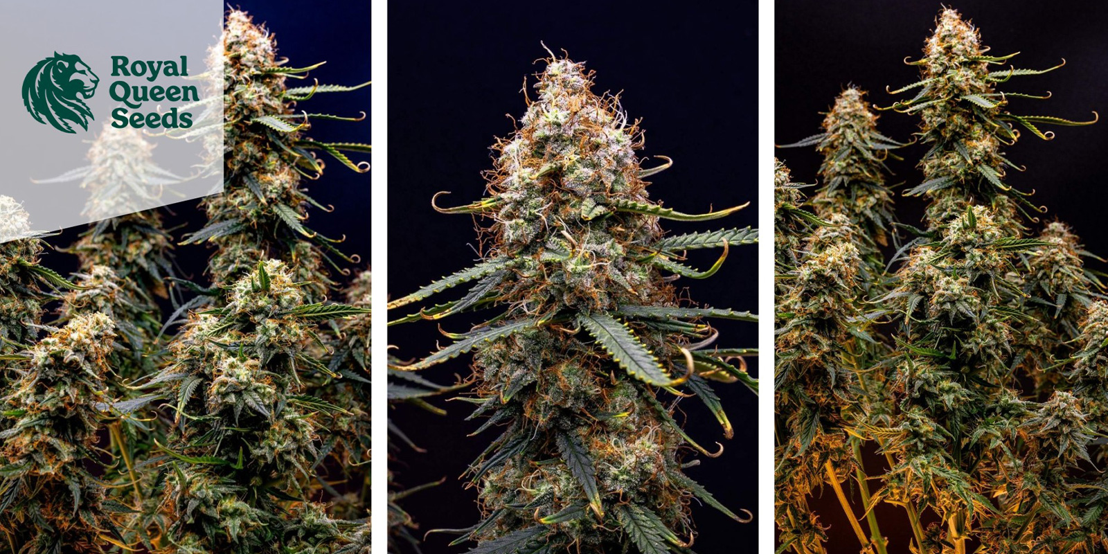 Northern Light Automatic (Royal Queen Seeds) feminisiert Northern Light Automatic (Royal Queen Seeds) feminisiert