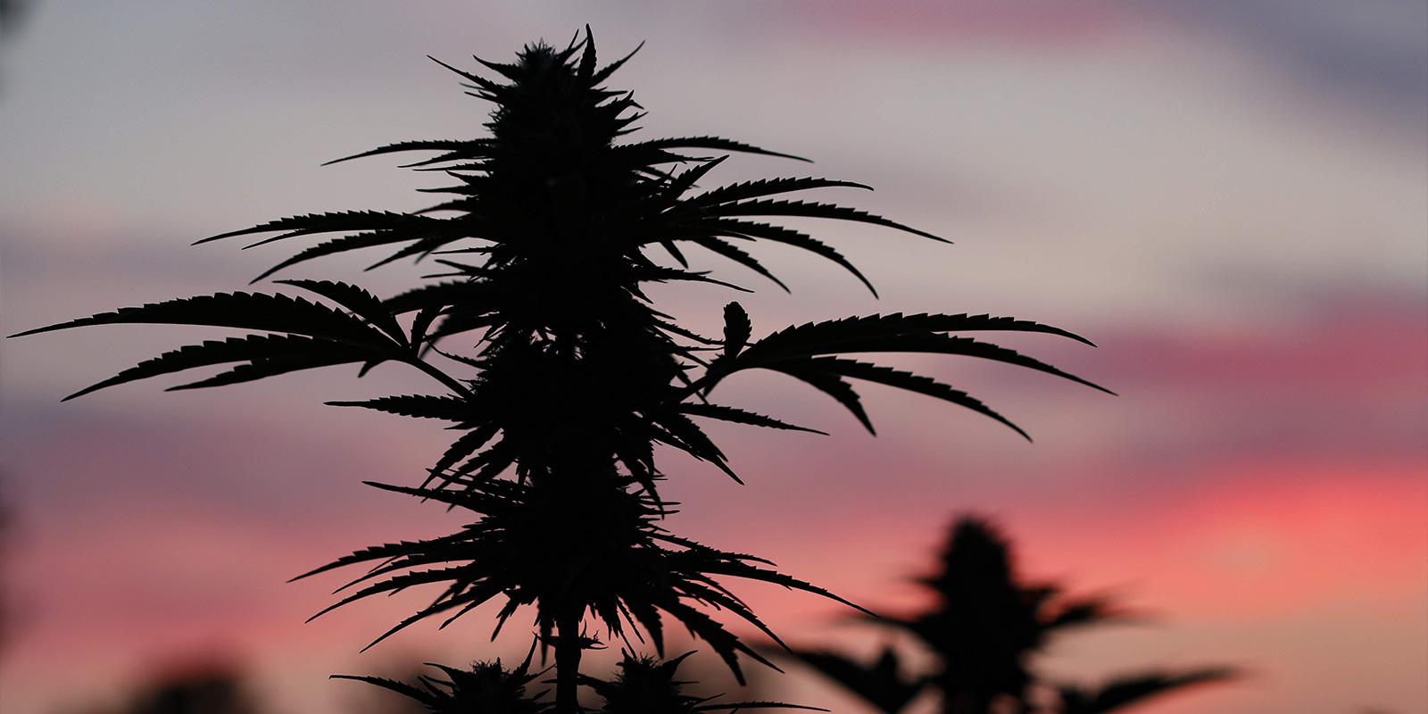 So schaffst du die Basis für einen erfolgreichen Outdoor-Grow in Polen So schaffst du die Basis für einen erfolgreichen Outdoor-Grow in Polen