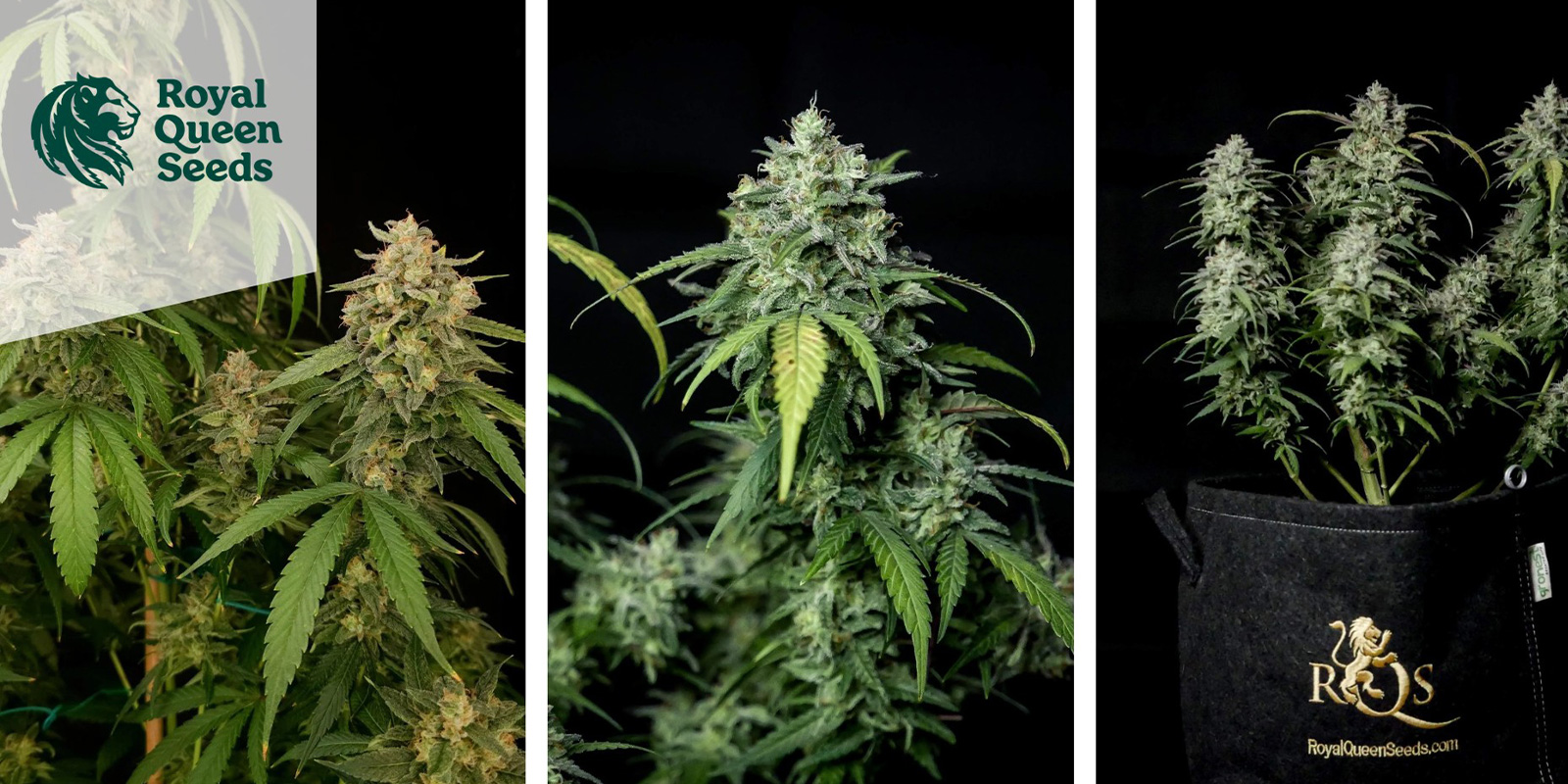 Special Queen 1 (Royal Queen Seeds) feminisiert Special Queen 1 (Royal Queen Seeds) feminisiert