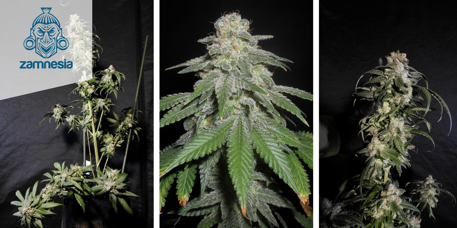 White Widow (Zamnesia Seeds) feminisiert White Widow (Zamnesia Seeds) feminisiert