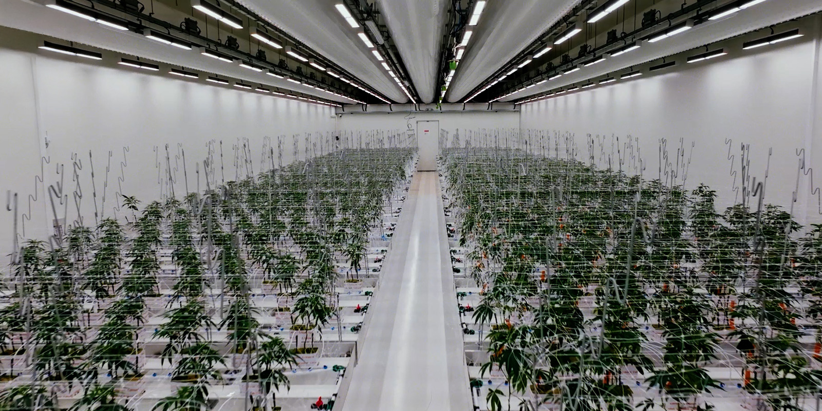 Eine Meisterklasse in reguliertem Anbau Eine Meisterklasse in reguliertem Anbau