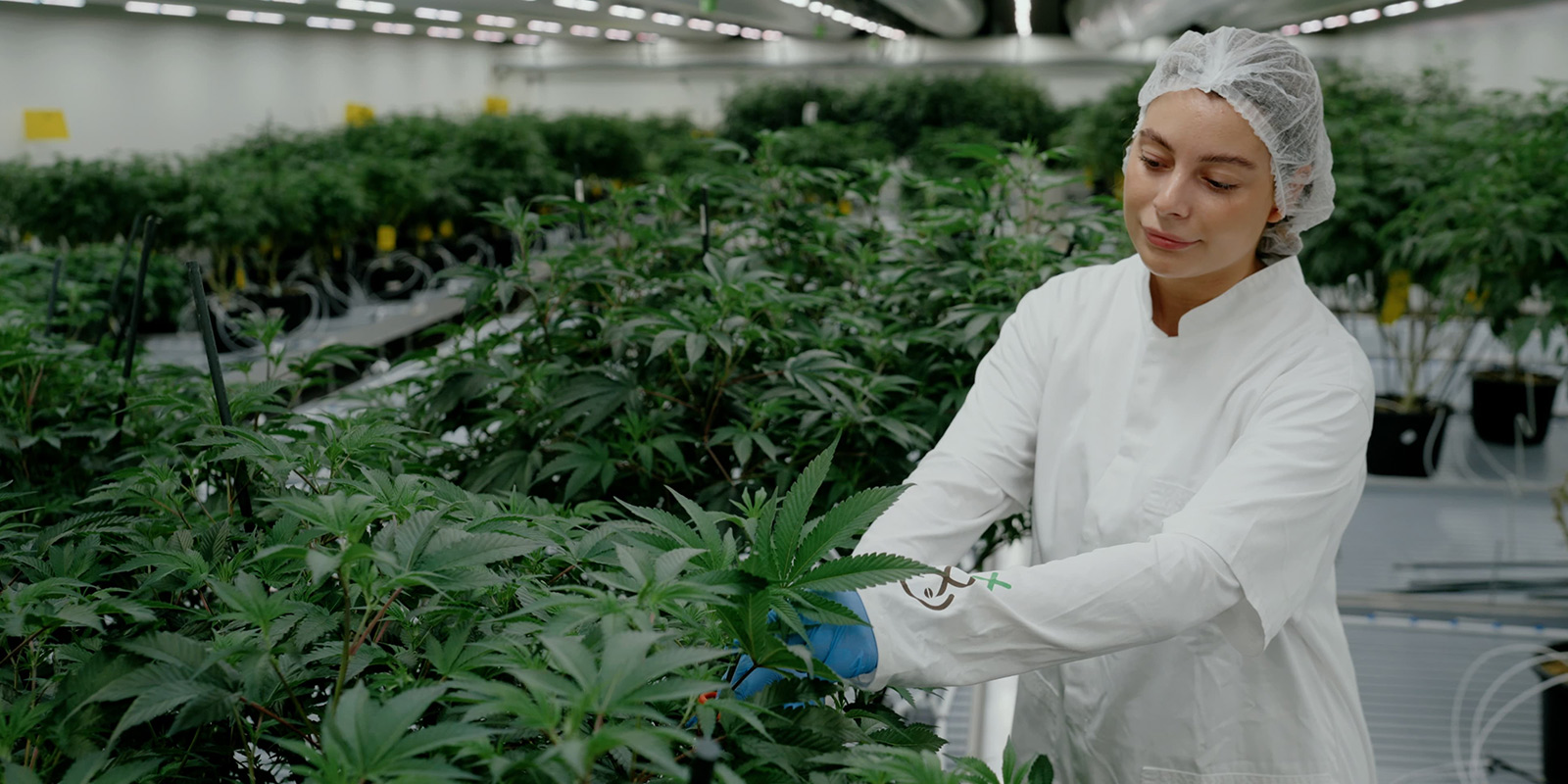 Niederl&auml;ndische Ikonen veredeln: Die Entwicklung von White Choco und Super Silver Haze