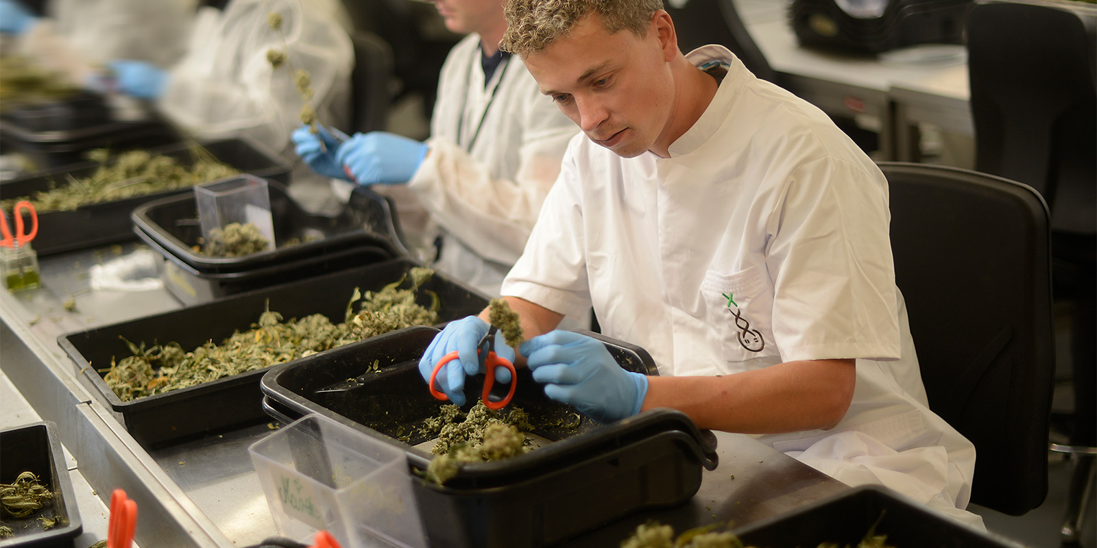 Die Synergie: Hollandse Hoogtes x Amsterdam Genetics Die Synergie: Hollandse Hoogtes x Amsterdam Genetics