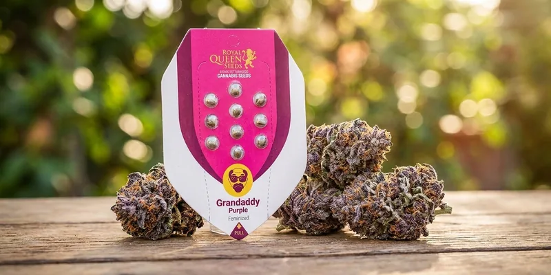Granddaddy Purple (Royal Queen Seeds)
