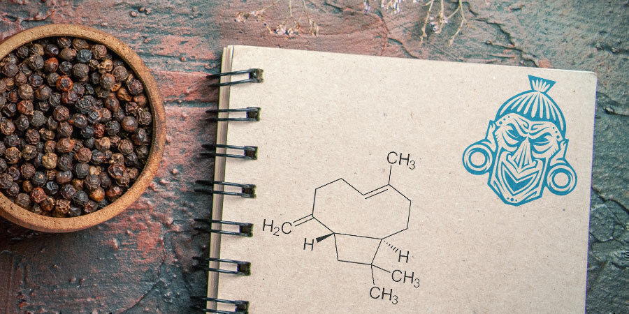 Was Ist β-Caryophyllen? Was ist β-Caryophyllen?