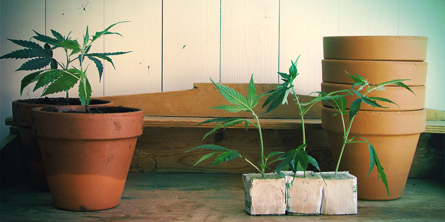 Autoflowering Sorten Sind Für Drinnen Und Draußen Geeignet Autoflowering Sorten sind für drinnen und draußen geeignet