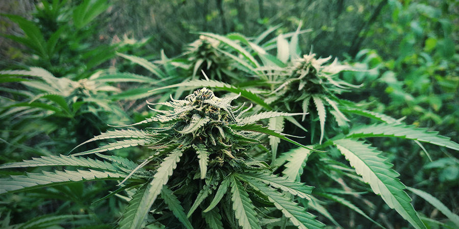 Der Anbau Von Autoflowers Kostet Kein Vermögen Der Anbau von Autoflowers kostet kein Vermögen