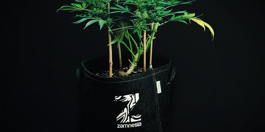 Autoflowering Pflanzen müssen nicht umgetopft werden