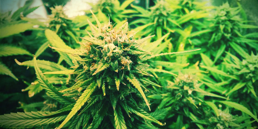 Autoflowering Cannabissamen, Mit Denen Du Loslegen Kannst Autoflowering Cannabissamen, mit denen Du loslegen kannst