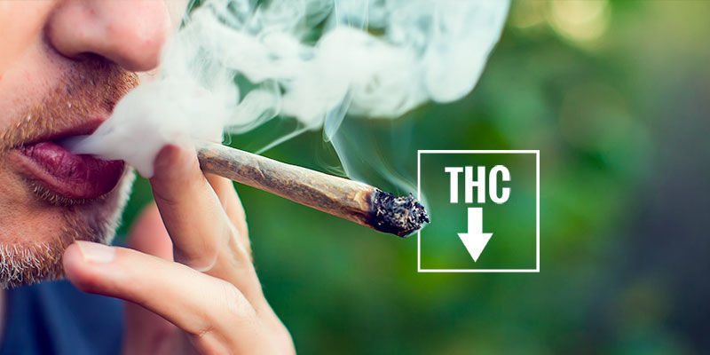 Wie Man Durch Cannabiskonsum Geröteten Augen Vorbeugen Kann Wie man durch Cannabiskonsum geröteten Augen vorbeugen kann