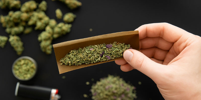 Katzenminze Katzenminze