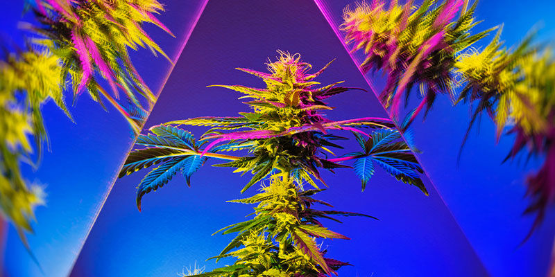 Bringen Edibles Die Wahre Psychedelische Natur Von Cannabis Zum Vorschein? Bringen Edibles Die Wahre Psychedelische Natur Von Cannabis Zum Vorschein?