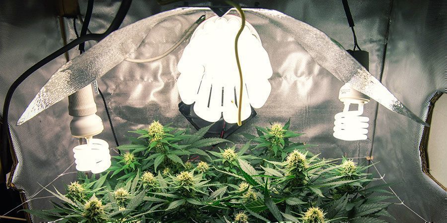 CFL-/ T5-Lampen CFL-/ T5-Lampen - Cannabispflanzen