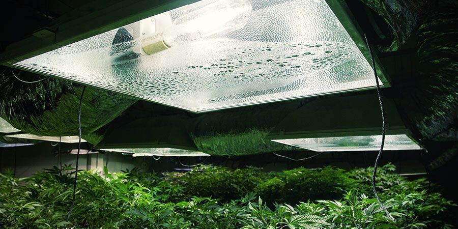 Überprüfe Deine Ausrüstung Überprüfe Deine Ausrüstung - Cannabispflanzen