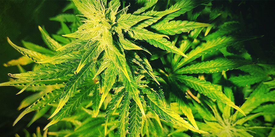 Was Sind Die Anzeichen Von Lichtstress? Was Sind Die Anzeichen Von Lichtstress? Cannabispflanzen