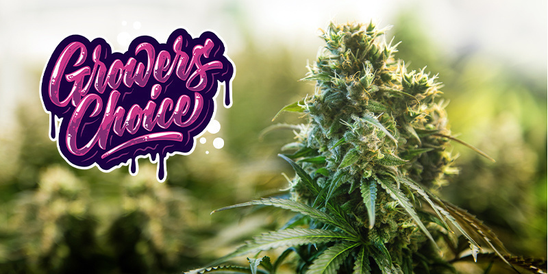 Growers Choice Seeds