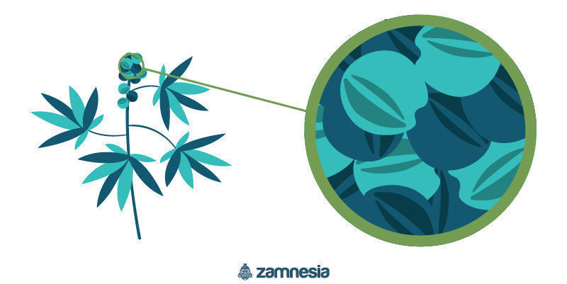 Männliche Cannabispflanzen