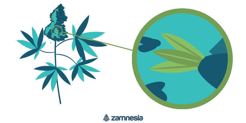 Gemischtgeschlechtliche Cannabis Zwitter