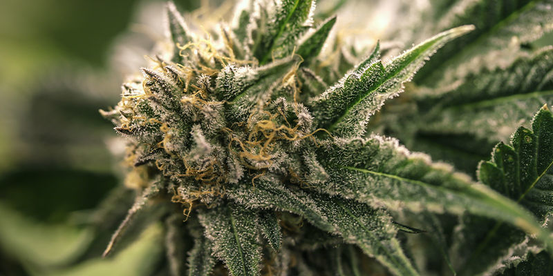 Keine Anzeichen Von Männlichen Oder Hermaphroditischen Cannabispflanzen? Zeit Für Die Blüte! Keine Anzeichen von männlichen oder hermaphroditischen Cannabispflanzen? Zeit für die Blüte!