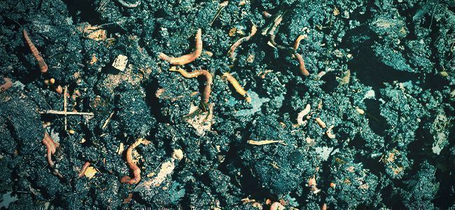 Was Sind Organische Düngemittel? Was Sind Organische Düngemittel?