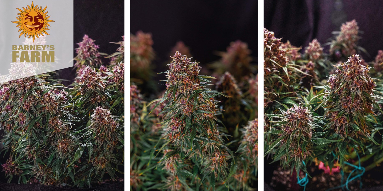 Gorilla Zkittlez Auto – Barney’s Farm Gorilla Zkittlez Auto – Barney’s Farm