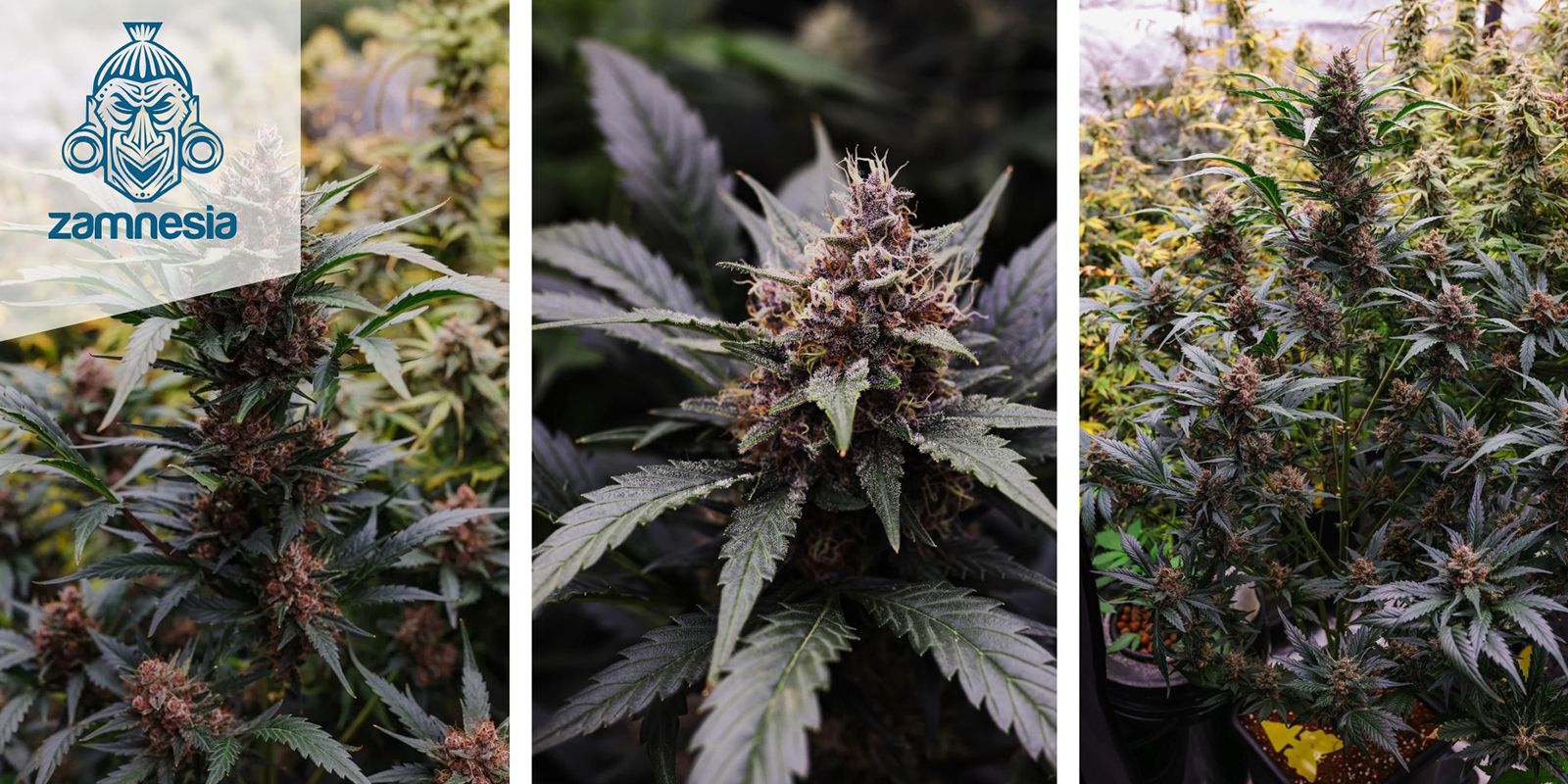 LSD Auto – Zamnesia Seeds LSD Auto – Zamnesia Seeds