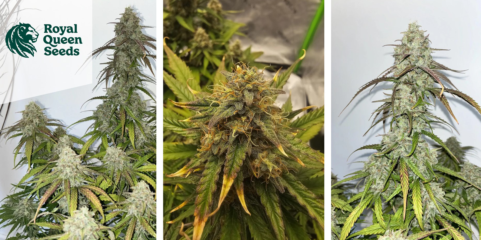 Medusa F1 Auto – Royal Queen Seeds Medusa F1 Auto – Royal Queen Seeds