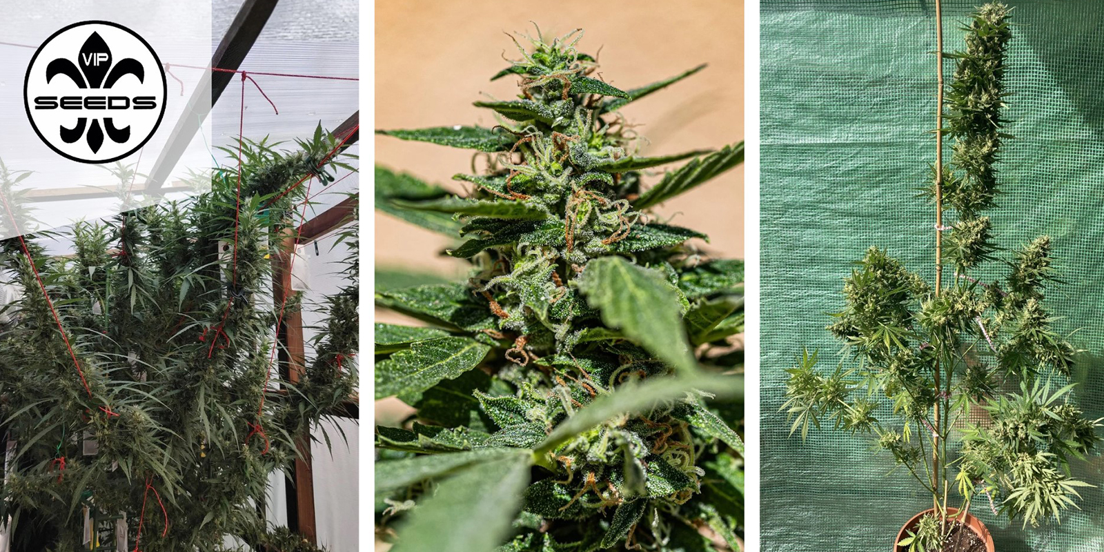 Membrana Hiper Auto – VIP Seeds Membrana Hiper Auto – VIP Seeds