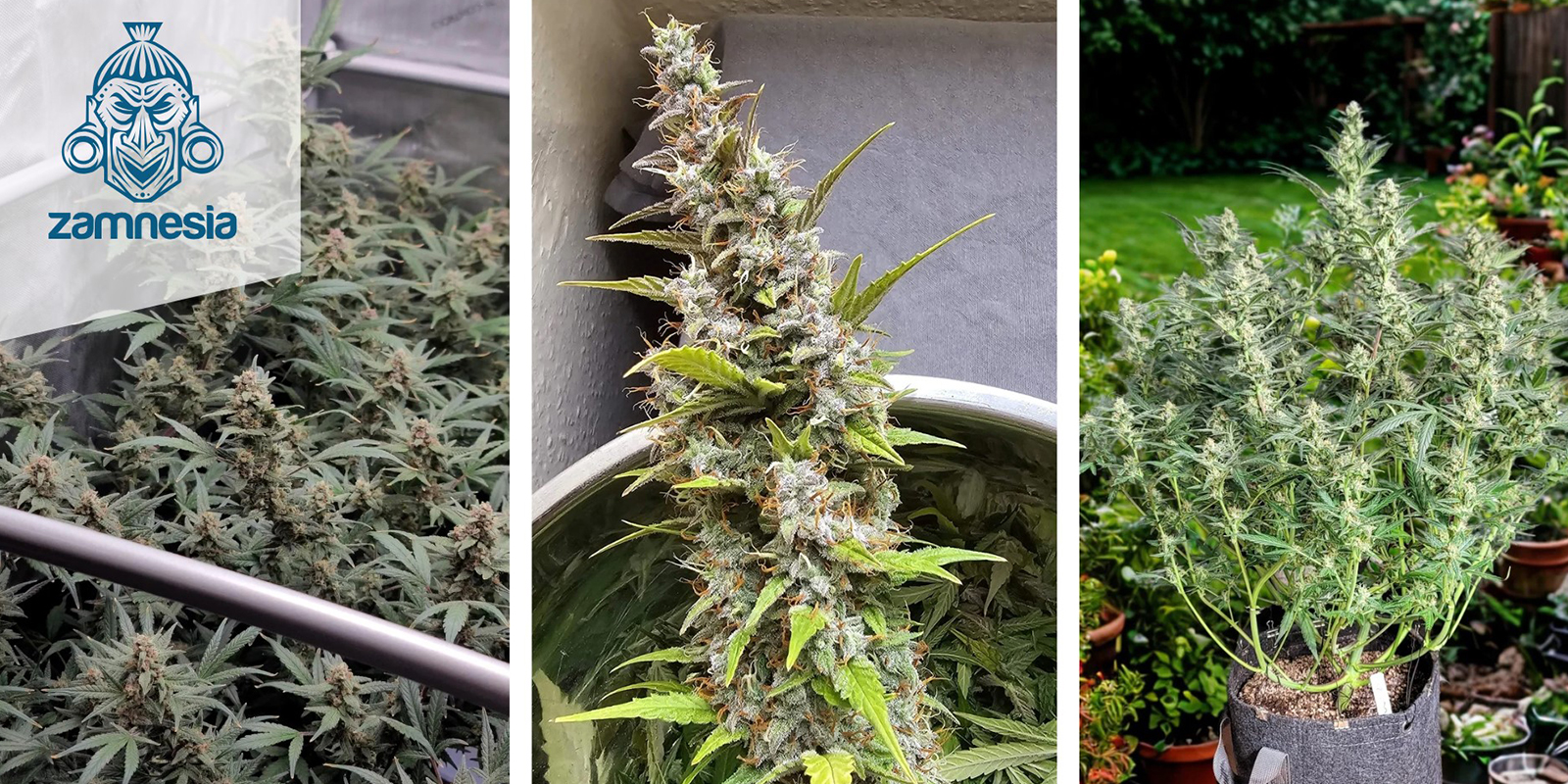 Tropicana Cookies Autoflower – Zamnesia Seeds Tropicana Cookies Autoflower – Zamnesia Seeds