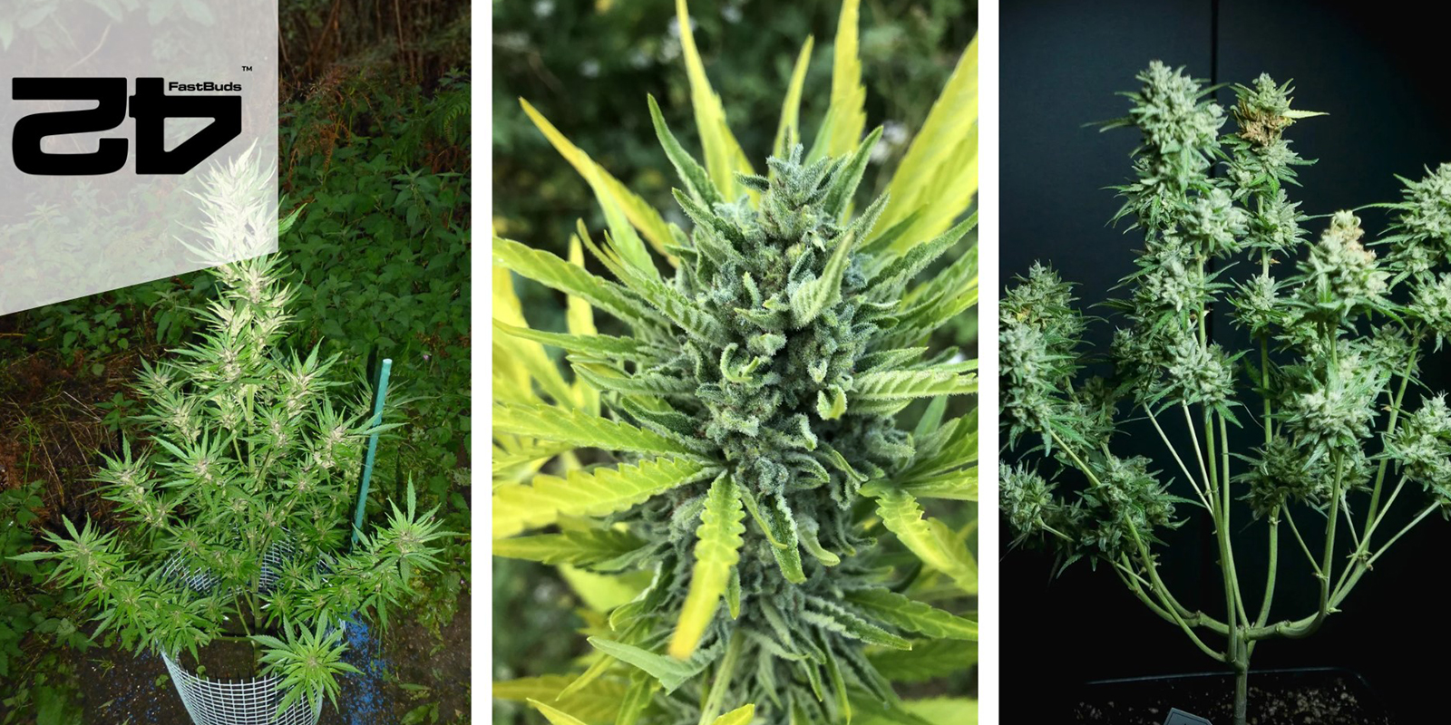 Wedding Cheesecake Auto – FastBuds Wedding Cheesecake Auto – FastBuds