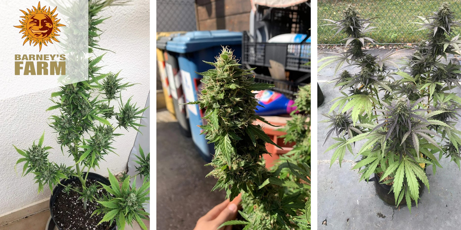 Zkittlez OG Auto – Barney's Farm Zkittlez OG Auto – Barney's Farm