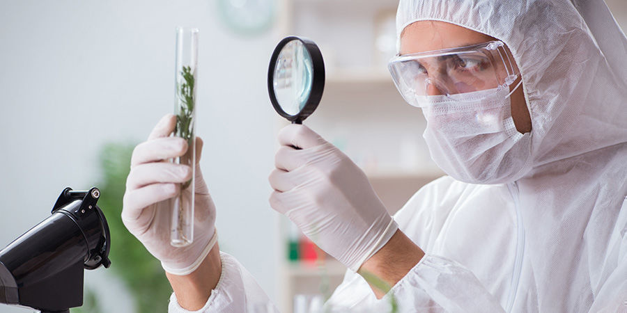 Arbeiten In Der US-Amerikanischen Cannabisbranche Arbeiten In Der US-Amerikanischen Cannabisbranche