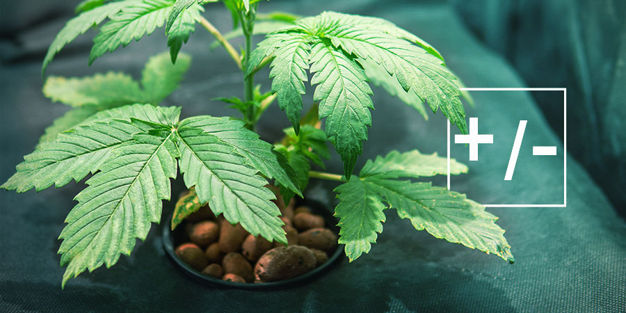 Vor- Und Nachteile Der Verwendung Von Hydrokultur VOR- UND NACHTEILE DER VERWENDUNG VON HYDROKULTUR