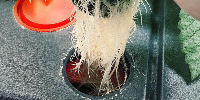 Leite das Wasser von Deinem Tank zu Deiner Wurzelzone