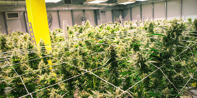 Tipps für den aeroponischen Anbau von Weed