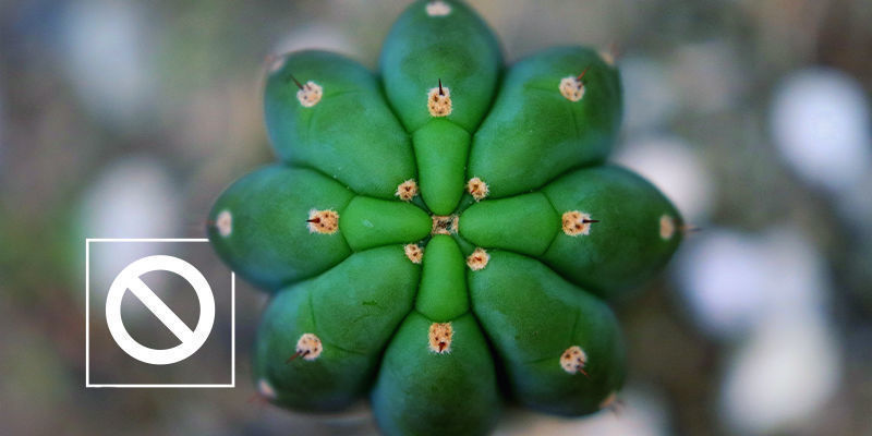 Ein Gegenargument Zum Stressen Von Meskalin-Kakteen Ein Gegenargument Zum Stressen Von Meskalin-Kakteen