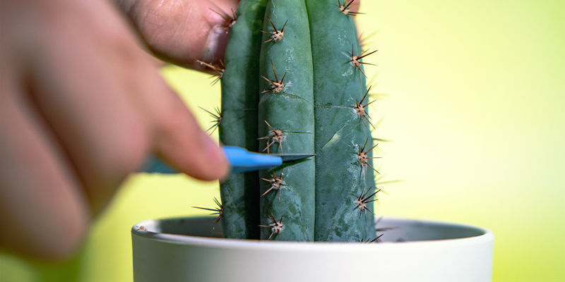 Mechanischer Stress (Verstümmelung) Mechanischer Stress (Verstümmelung)