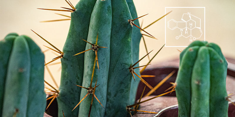 Was Sind Alkaloide Und Warum Sind Sie Wichtig? Was Sind Alkaloide Und Warum Sind Sie Wichtig?