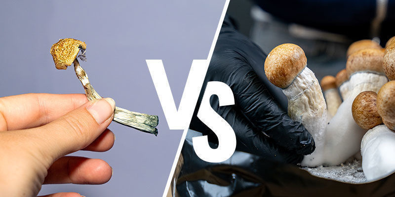 Die Lagerung Frischer Vs. Getrockneter Pilze Die Lagerung frischer vs. getrockneter Pilze