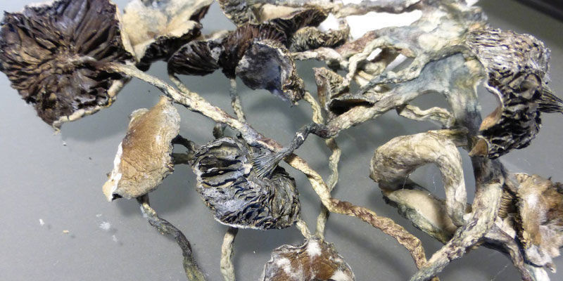 Wie Man Erkennt, Dass Magic Mushrooms Verdorben Sind Wie man erkennt, dass Magic Mushrooms verdorben sind