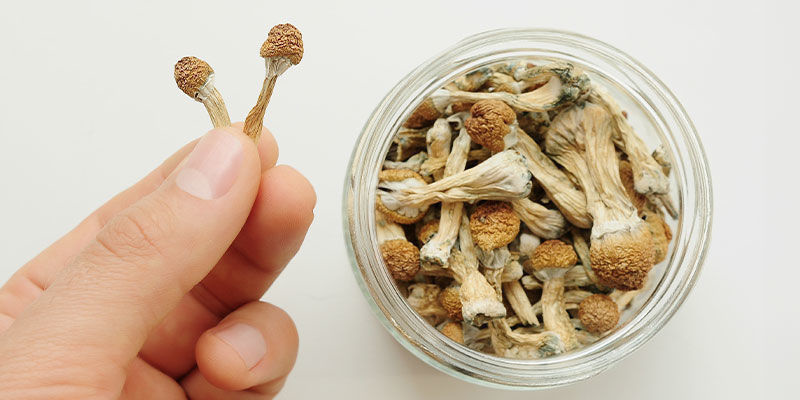 Magic Mushrooms Richtig Zu Lagern Ist Unerlässlich Magic Mushrooms richtig zu lagern ist unerlässlich
