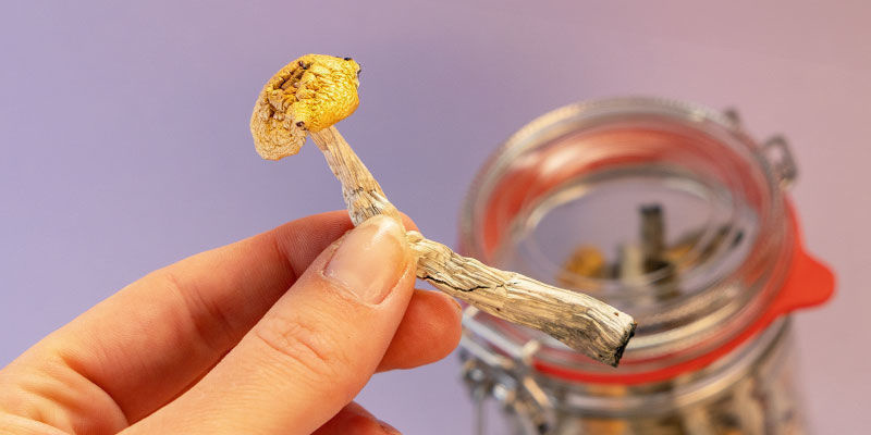 Magic Mushrooms Verstehen Magic Mushrooms verstehen