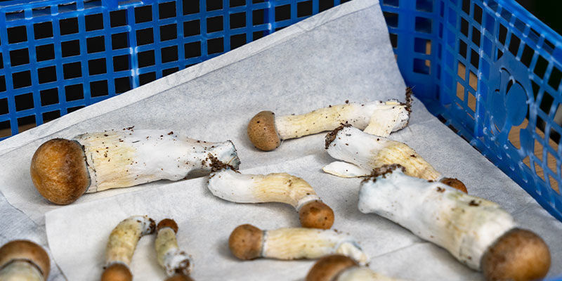 Warum Die Richtige Lagerung Wichtig Ist Warum die richtige Lagerung wichtig ist