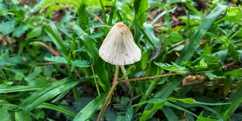 Psilocybe mexicana Psilocybe mexicana