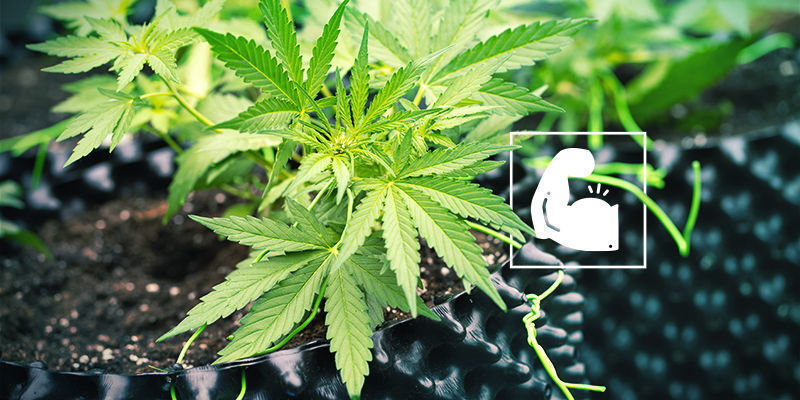 Cannabis und Kaliumsilikat: Robust und widerstandsfähig