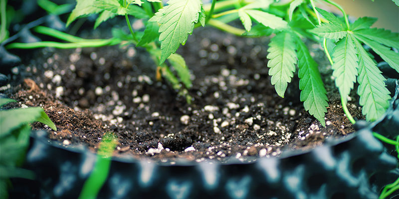 Mega-Cannabisblüten: Silikat-Einsatz Auf Erde